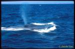 Blue Whale ts 104 California, USA