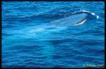 Blue Whale ts 105 California, USA