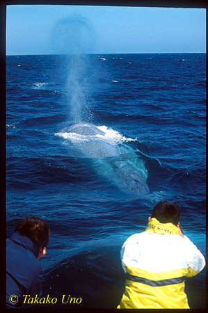 Blue Whale ts 108 California, USA