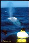 Blue Whale ts 108 California, USA