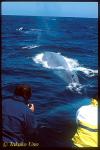 Blue Whale ts 109 California, USA