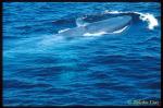 Blue Whale ts 106 California, USA