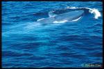 Blue Whale ts 106 California, USA