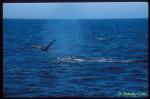 Humpback Whale & Pelican 01 California, USA