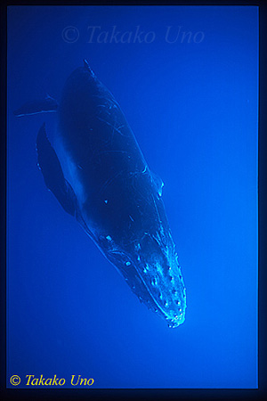 Humpback 02