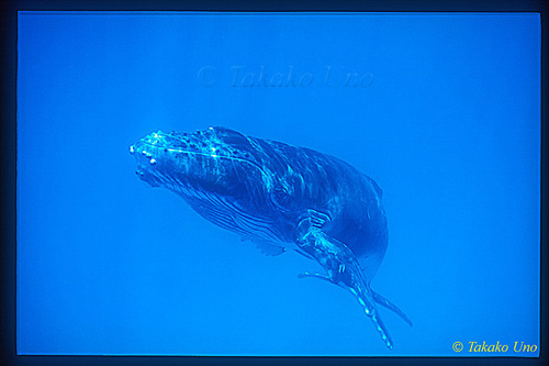 Humpback 06