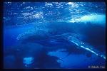 Humpback 11