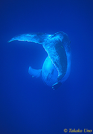 Humpback 26