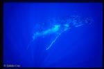 Humpback 33