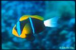 Anemonefish 01 Whitetail