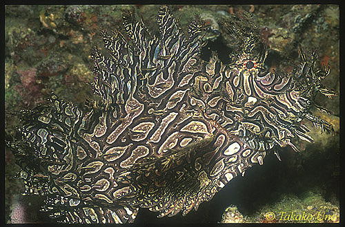Rhinopias aphanes 02 Lacy Scorpionfish