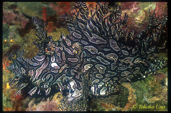 Rhinopias aphanes 01 Lacy Scorpionfish