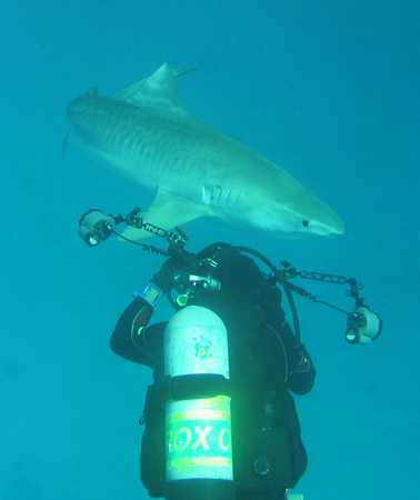 Stephen playing with young Tiger Shark