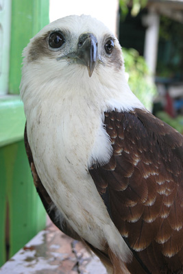 Fish eagle (y). 翼の折れたエンジェル。早く治して、あの丘に戻るんだ。。。