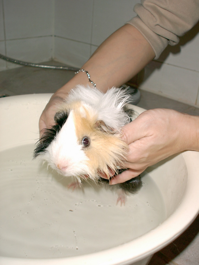 Our Guinea Pig, Yin-no-suke is bathing in Apr 2003.  He has recovered from "Death" at ER.  His Chinese name is Yin Yeu