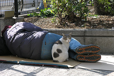 HomelessさんのPet cat (?) in Tokyo.
＊photo by Saiwong＊