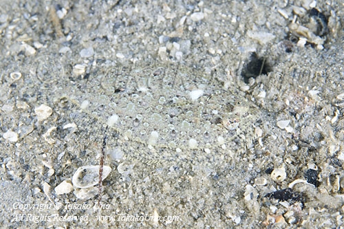 Flounder 01tc 2679 copy