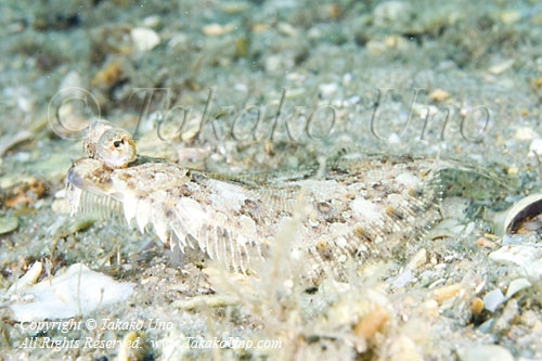 Flounder 03tc 2856 copy