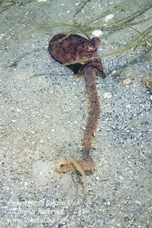 Octopus 05t Caribbean Mimic 2752 copy