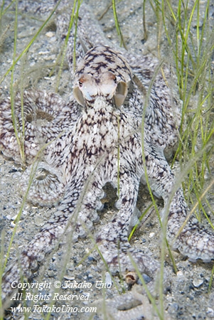 Octopus 06t Caribbean Mimic 2688 copy