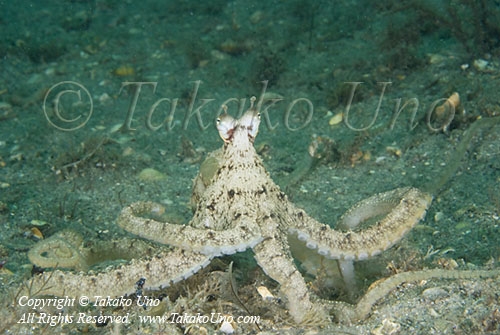 Octopus 09t Caribbean Mimci 2960 copy