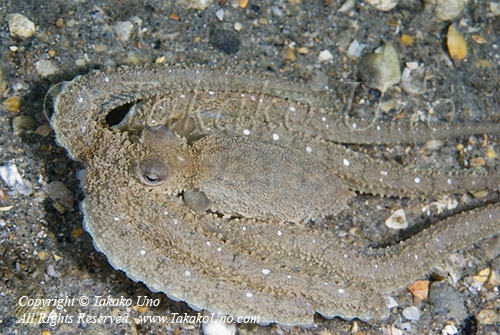 Octopus 22t Carib Mimic lost arms after fighting 2956 copy