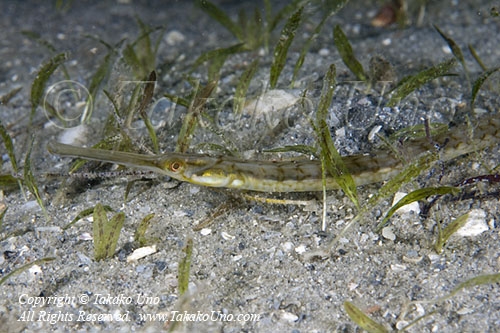 Pipefish 02tc 2672 copy