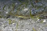 Pipefish 02tc 2672 copy