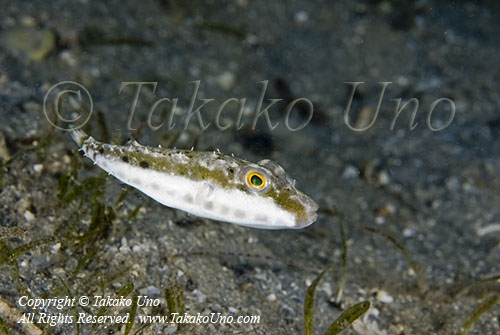 Pufferfish 04t 2684 copy