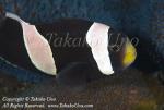 Anemone Fish 05t Skunk, eggs 8443_01