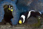 Anemone Fish 07t Skunk, eg copy_01