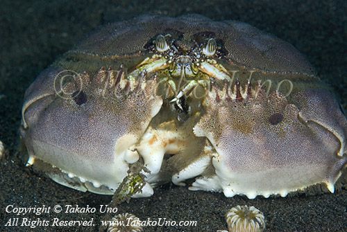 Crab 15t Box, Shameface, C copy_01