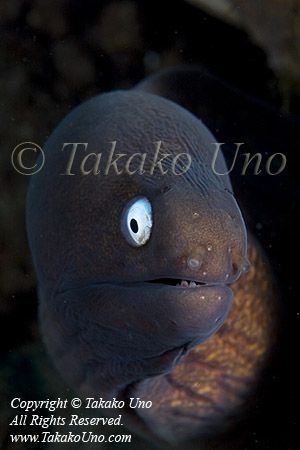 Eel 01tc Pearl Eye 7983 copy_01