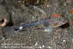 Goby 22t 8086 copy_01