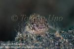 Goby 40tc 8356 copy_01