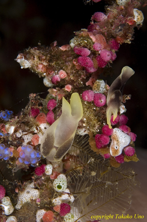 Chelidonura amoena 01t 0971