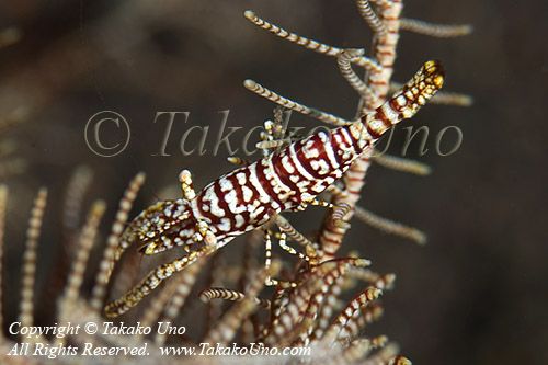 Shrimp 025tc Crinoid comme copy_01
