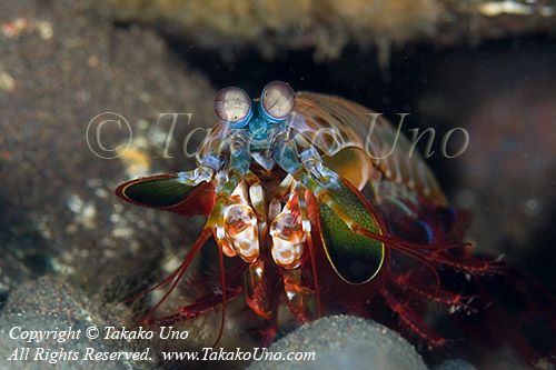 Shrimp 27tc Mantis, Peacoc copy_01