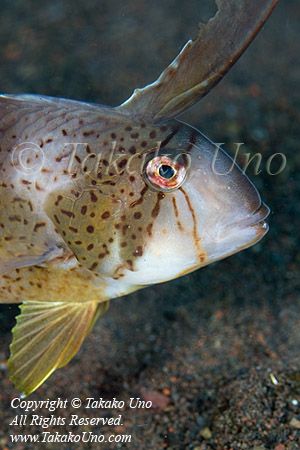 Wrasse 04tc Razor 7969 copy_01