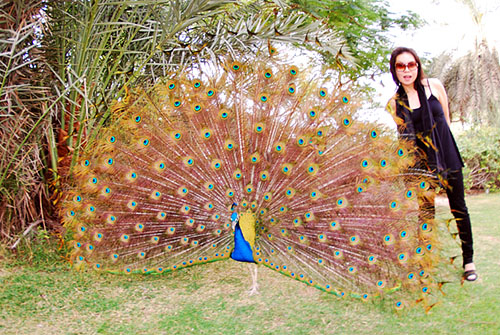 Peacock 01t & Takako 5214 Dubai Palace