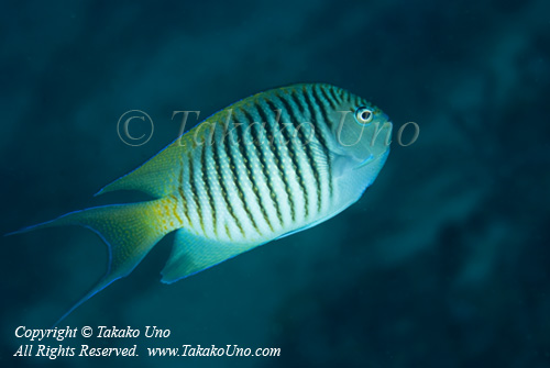 Angelfish 02t Spotbreast 1449 male