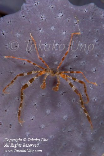 Crab 01t Spider 9181 Takako UNO