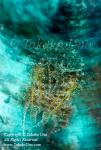 Cuttlefish 05t2 al 0277 Takako UNO