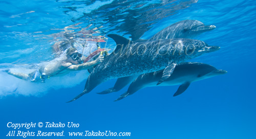 Dolphin 20tc Atlantic Spotted 4908 Takako UNO