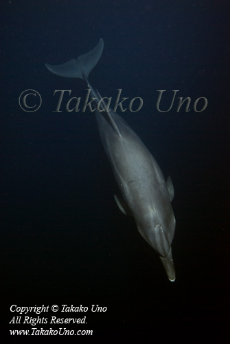Dolphin 61t2 Atlantic Spotted @ night 5395 Takako UNO