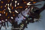 Ghostpipefish Eggs 3068