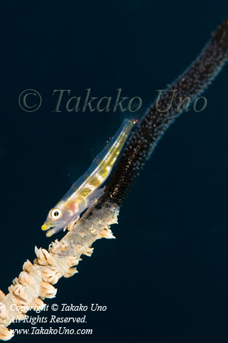 Goby 01tc eggs on wire coral 2010