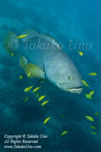 Grouper 03tc Queensland 1701 Takako UNO