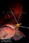 Grouper Leather Bass & Shrimp 1599