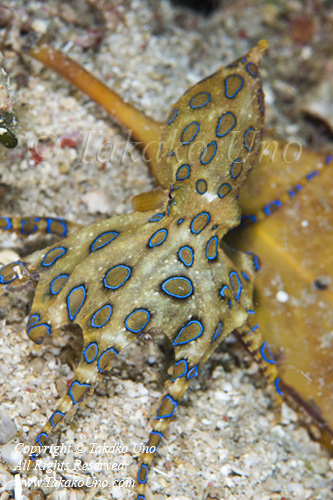 Octopus Blue ring 2242